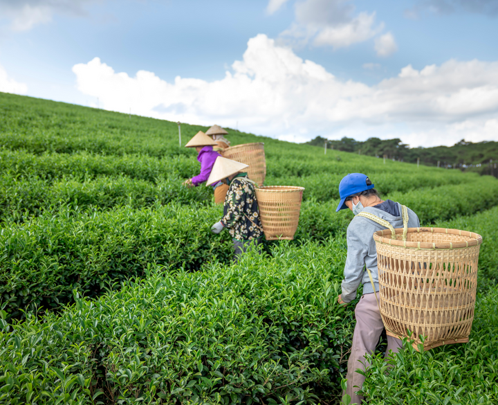 Discover Tea Origins