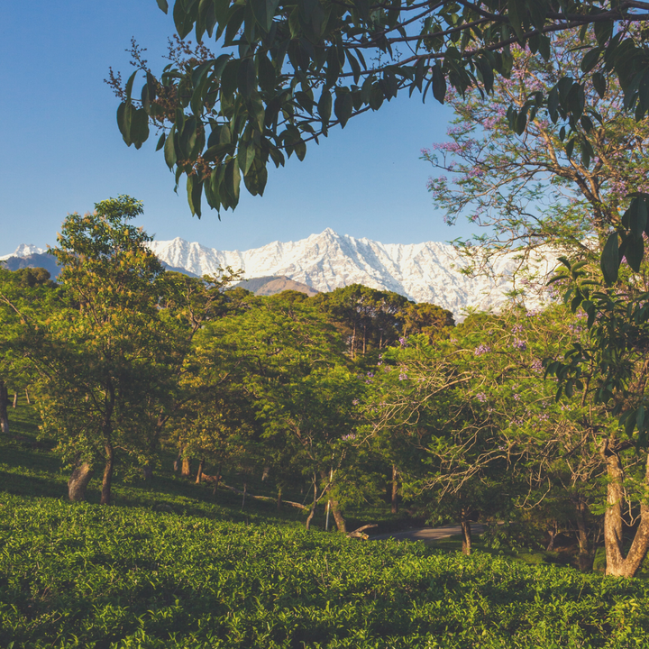 India Tea Origin 